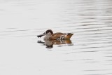 Pink-eared Duck _MG_9151.jpg