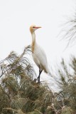 Eastern Cattle Egret (Bubulcus coromandus)