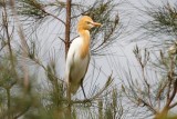 Eastern Cattle Egret (Bubulcus coromandus)