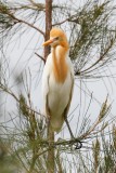 Eastern Cattle Egret (Bubulcus coromandus)