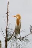 Eastern Cattle Egret (Bubulcus coromandus)