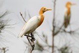 Eastern Cattle Egret (Bubulcus coromandus)