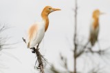 Eastern Cattle Egret (Bubulcus coromandus)