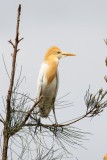 Eastern Cattle Egret (Bubulcus coromandus)