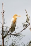 Eastern Cattle Egret (Bubulcus coromandus)