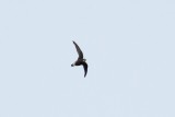White-throated Needletail (Hirundapus caudacutus)
