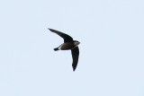 White-throated Needletail (Hirundapus caudacutus)