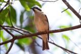 Black-chinned Honeyeater (Melithreptus gularis)