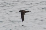 Short-tailed Shearwater (Puffinus tenuirostris)