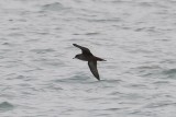 Short-tailed Shearwater (Puffinus tenuirostris)