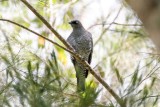 Barred Cuckooshrike (Coracina lineata)