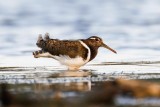 Australian Painted-snipe (Rostratula australis)