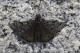 Rocky Mountain Duskywing