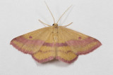 Chickweed Geometer (female)