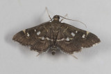 Harlequin Webworm