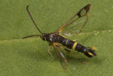 Dogwood Borer