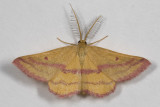 Chickweed Geometer (male)