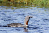Red-throated Diver / Smlom