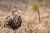 White-tailed Eagle / Havsrn