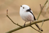 Long-tailed Tit / Stjrtmes