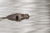 European otter / Utter