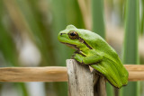 European tree frog / Lvgroda