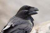 Raven / Korp