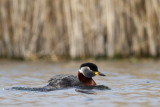 Red-necked Grebe / Grhakedopping