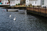 Swans and ducklings approaching...
