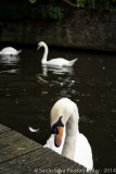 Some swans at the canals