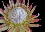 King Protea