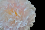 Flowery Peony