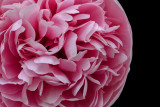 Half Peony Round