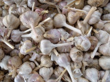 08_2014_Garlic 180.jpg