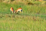 AFR_5611 Sparring Red Lechwe