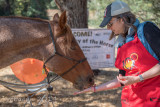 Virginia Bacon 2014 Day of the Horse-0121.jpg