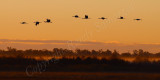 Image 1003 - Sandhill Cranes