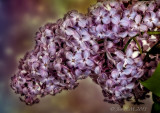 Lilacs for Mothers Day