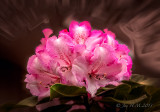 Lems Monarch Rhododendron