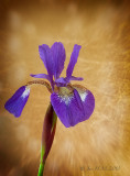 Siberian Iris