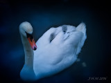 Swan and cygnets