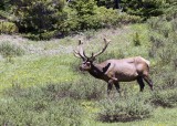 4007-Bull Elk