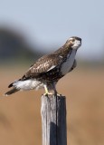 Nicely Posed Hawk