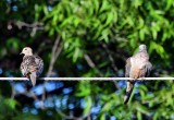 Pair Doves