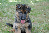 Pup-060.jpg