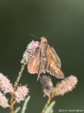 Salt Marsh Skipper