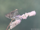 Salt Marsh Skipper