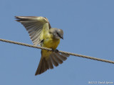 Kingbird