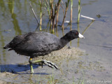 American Coot