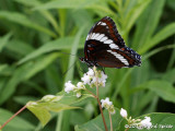 White Admiral
